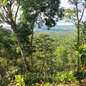 a sustainable cacao farm in Belize with cacao trees underneath the shade of lush rainforest trees