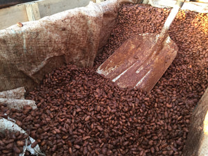 a big lined bin filled with fermented cocoa beans and a shovel on top