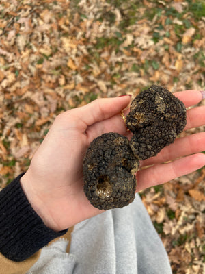 A hand holding two Italian black truffles against backdrop of oak leaves on forest floor