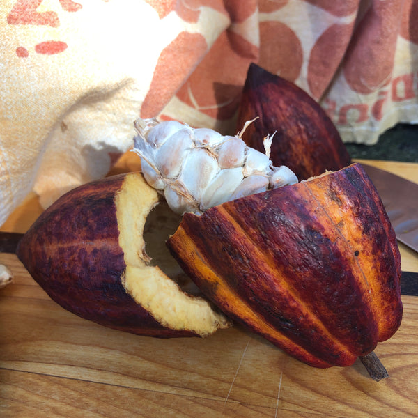 The Life Cycle of a Cacao Pod