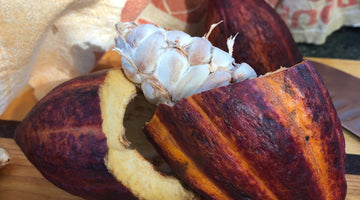 The Life Cycle of a Cacao Pod