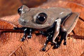 adorable small brown frog on a twig looking at the camera